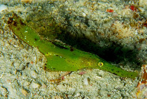 Robust ghost pipefish